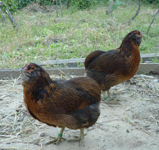 P1230321 - araucana tineret 2013