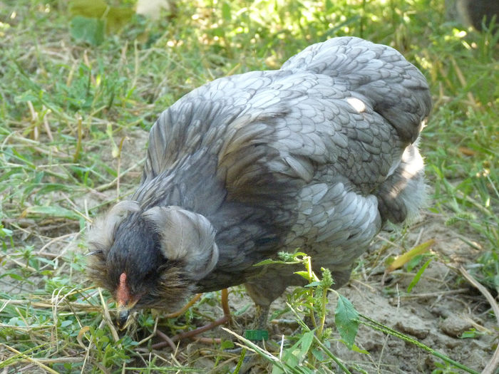 P1230520 - araucana tineret 2013