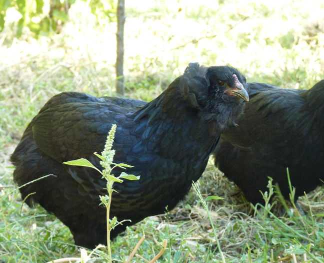 P1230524 - araucana tineret 2013