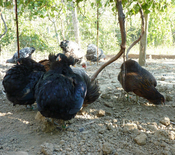P1230618 - araucana tineret 2013