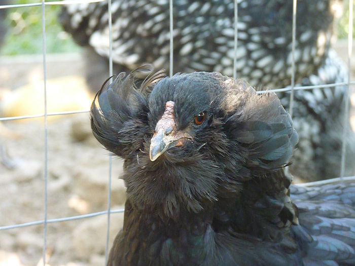 P1230665 - araucana tineret 2013