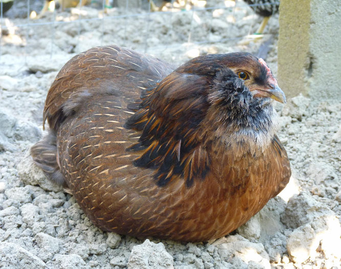 P1230676 - araucana tineret 2013