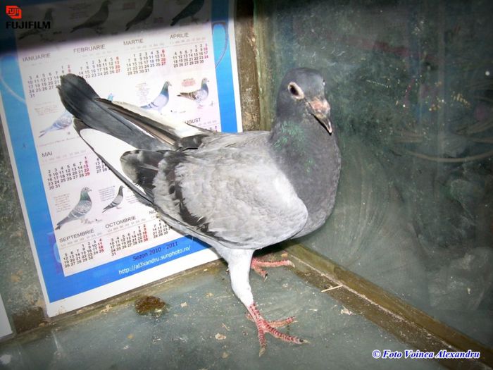 BalascaDaniel.sunphoto.ro