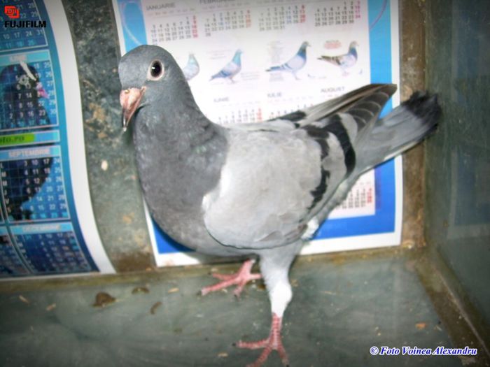 BalascaDaniel.sunphoto.ro