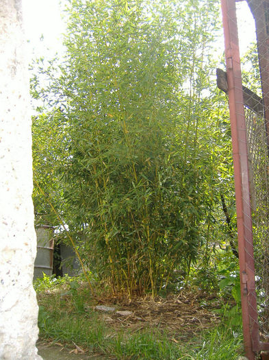 Bambus 3 - Bambus de gradina de vanzare