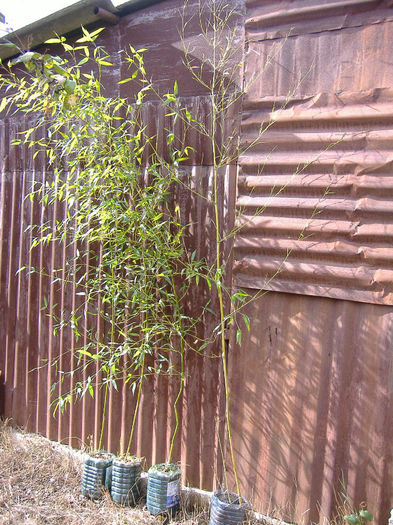 Bambus 2 - Bambus de gradina de vanzare