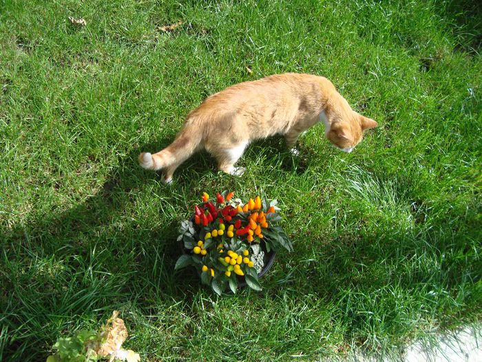 unde fac poza , acolo e si motanul