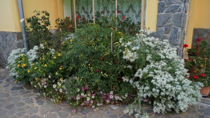 iesite din semintele mamei