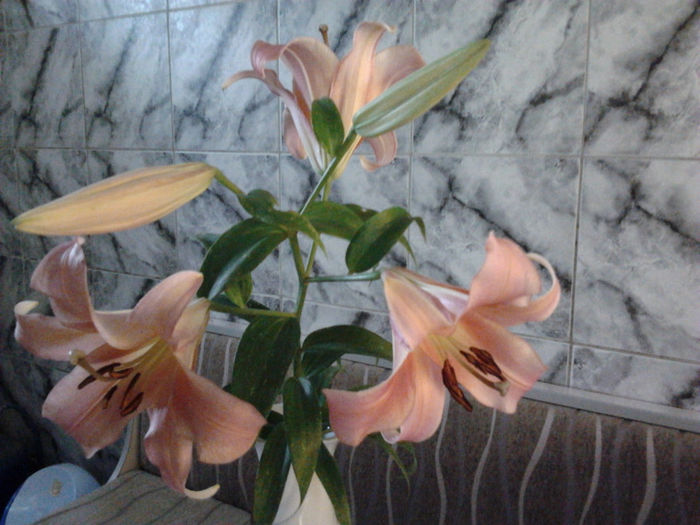 Lilium Orientalis 3