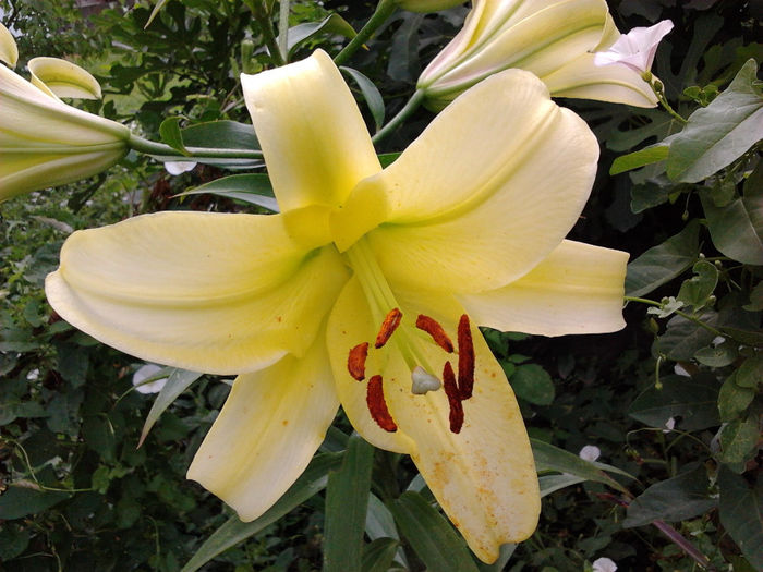 Lilium Orientalis 5 - CRINI