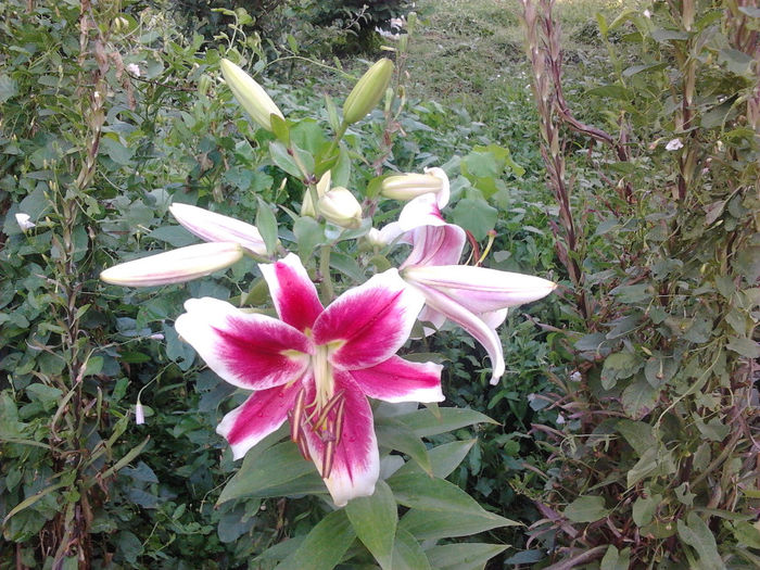 Lilium Orientalis 6 - CRINI