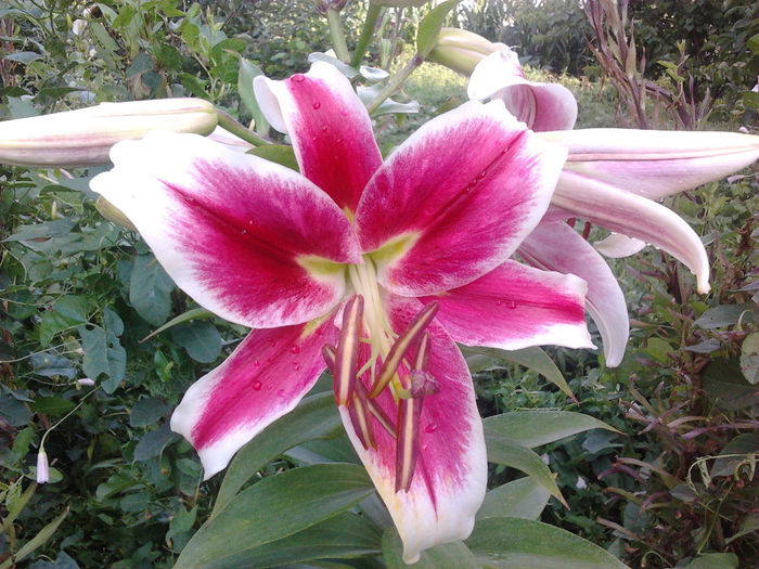 Lilium Orientalis 7