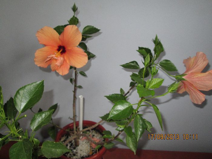 IMG_9431 - Florile mele in septembrie