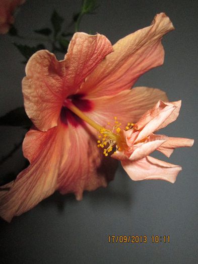 IMG_9433 - Florile mele in septembrie