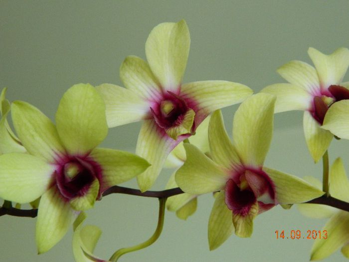 004 - DENDROBIUM PHALAENOPSIS