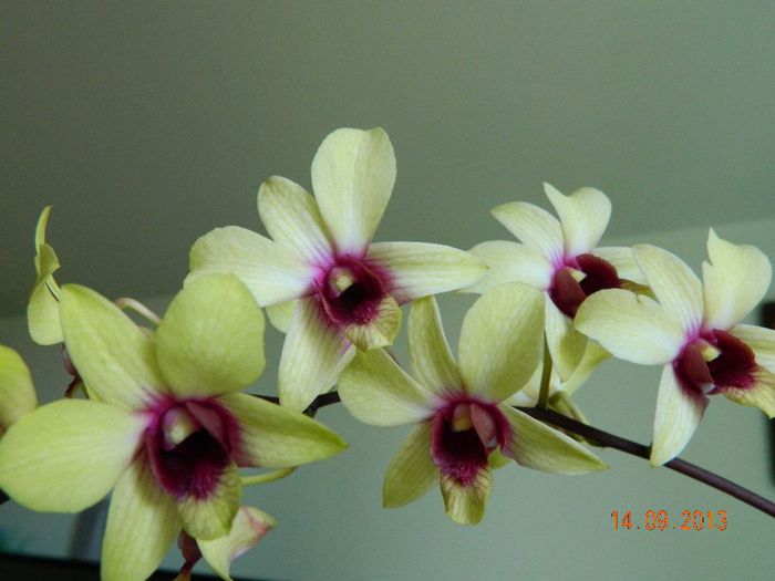 005 - DENDROBIUM PHALAENOPSIS