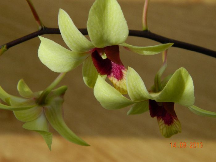 007 - DENDROBIUM PHALAENOPSIS