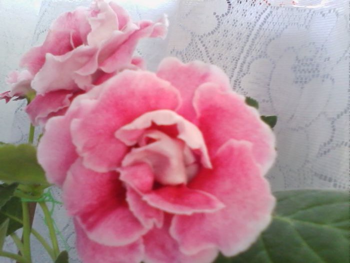 Picture 699 - gloxinia 2013