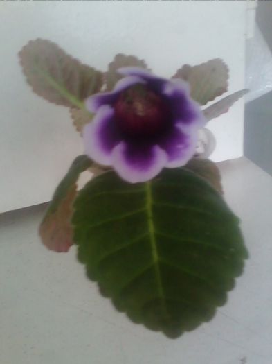 Picture 702 - gloxinia 2013