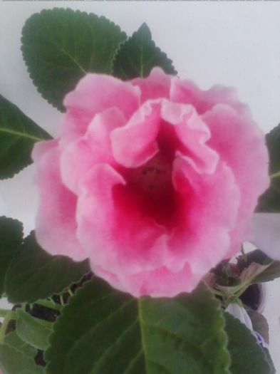 Picture 703 - gloxinia 2013