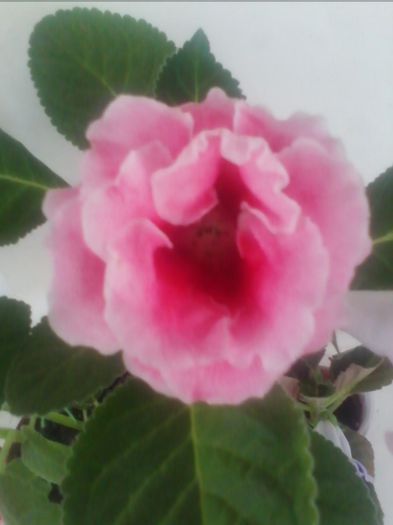 Picture 704 - gloxinia 2013