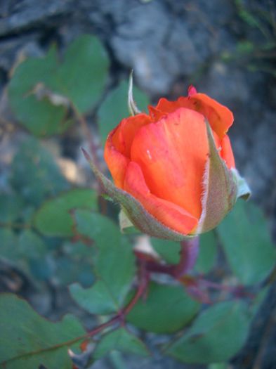 René Goscinny ®  • MEIfrypon - trandafiri 2013 - part IV