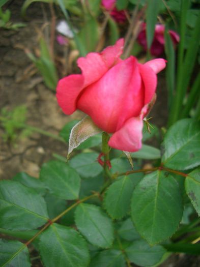Emilia Maria • Delgrarose • Guelilah • La Rose de Molinard ®; Shrub. Bred by Delbard (France, before 2007).
