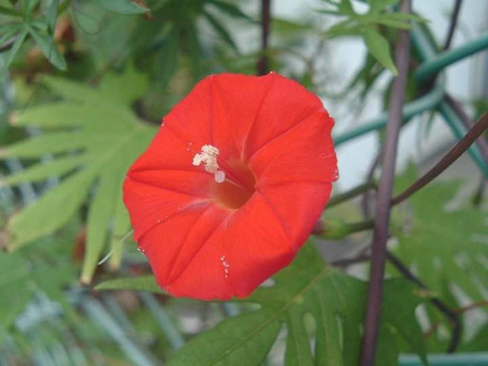 ipomoea quamoclit coccinea