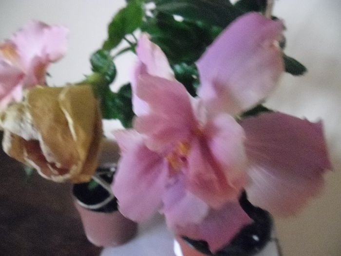 Exotic Lavander Lady