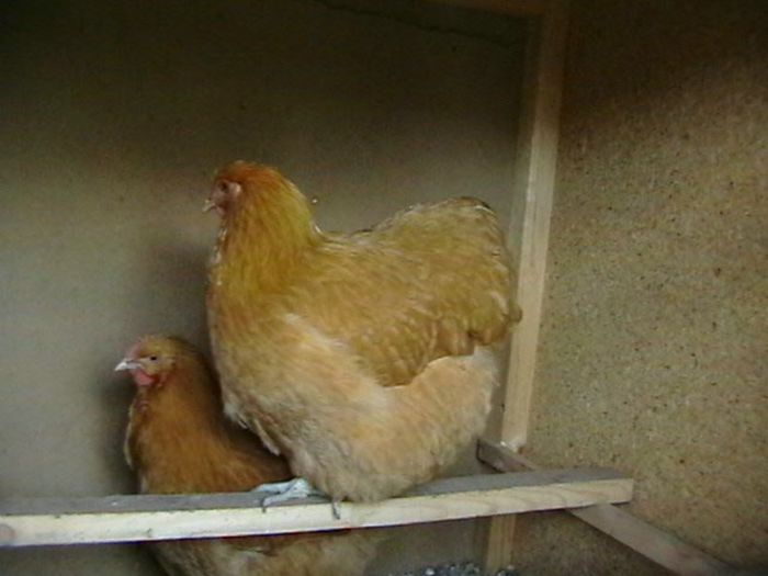 IMGA0619 - G ORPINGTON GALBEN
