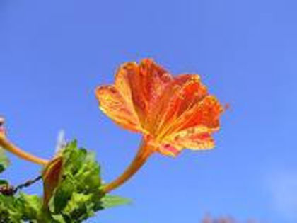 1 - MIRABILIS JALAPA