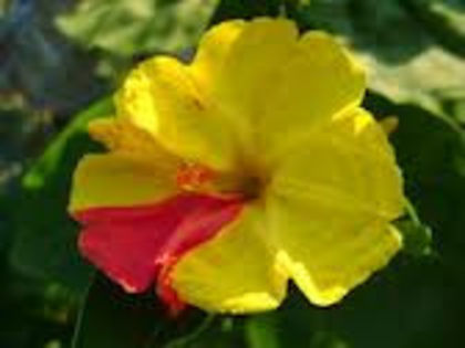 images[3] - MIRABILIS JALAPA