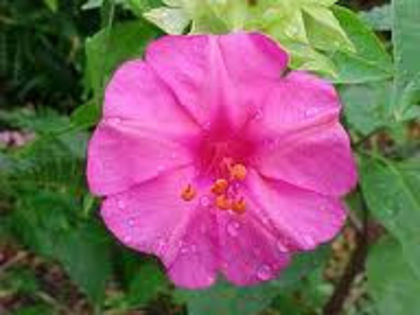 si mov - MIRABILIS JALAPA