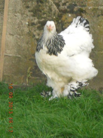 040 - gaini Brahma herminat deschis