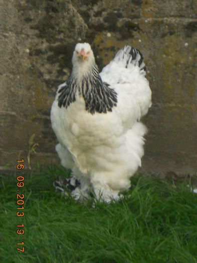 041 - gaini Brahma herminat deschis