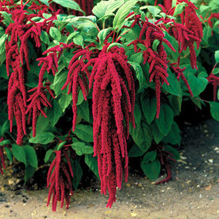 amaranthus caudatus red