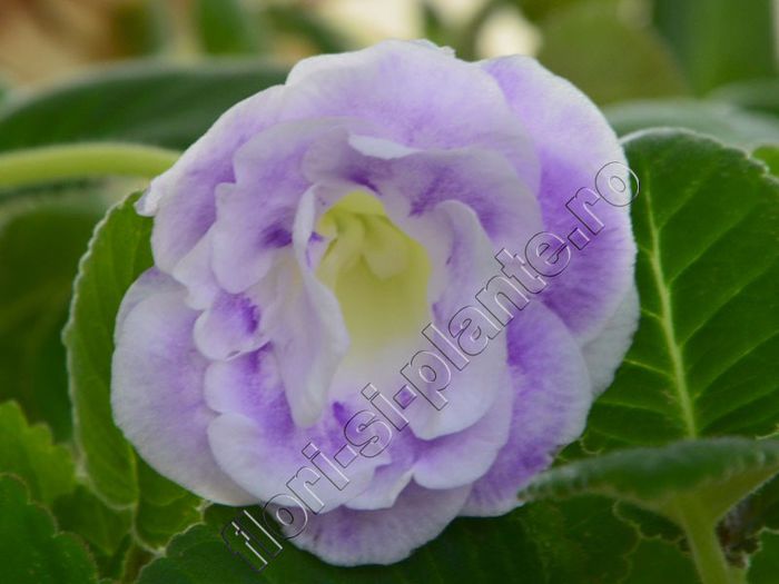 Gloxinia Miss Isabelle