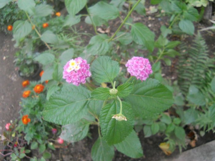 DSCN4383 - LANTANA