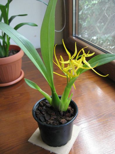 Puiut Brassia; Brasada yellow orchid
