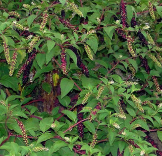 Phytolacca_americana - PHYTOLACCA AMERICANA - POKE SALAD