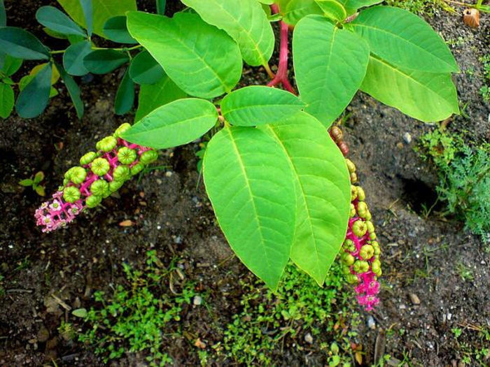 Pokeweed - PHYTOLACCA AMERICANA - POKE SALAD