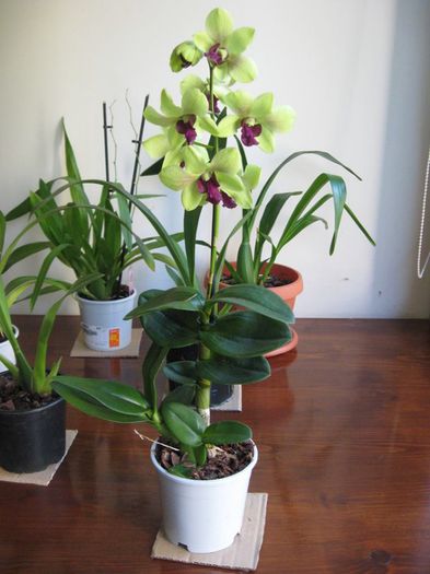 Dendrobium Phalaenopsis - Orhidee
