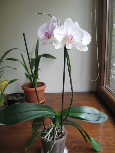 Phalaenopsis cu flori mari - Orhidee