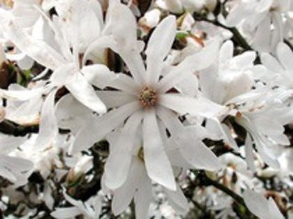 magnolie stellata floare