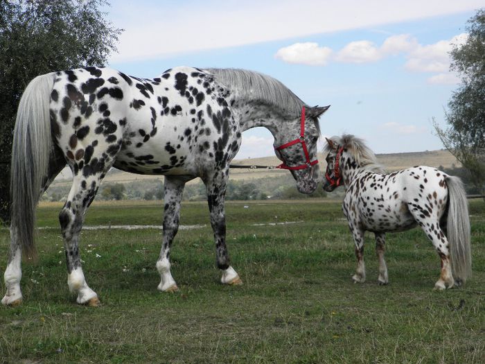 TITAN & ARTHUR APPALOOSA - VANZARI CAI 3