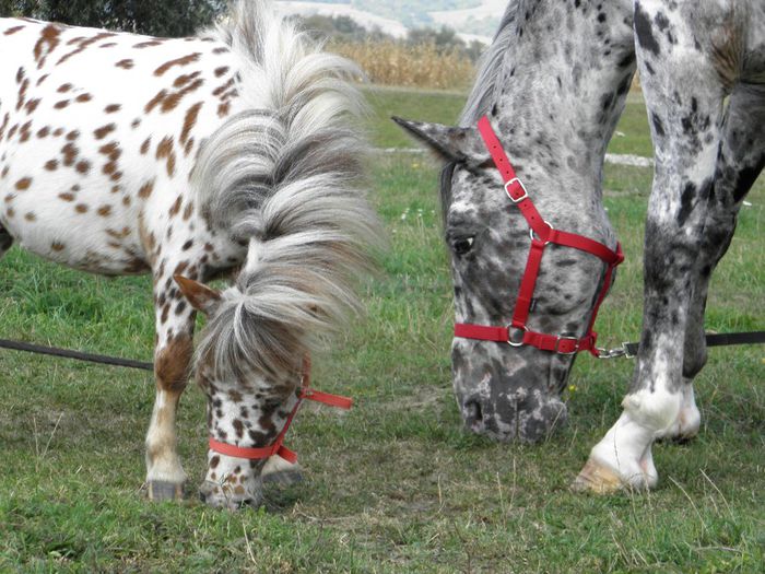 TITAN & ARTHUR APPALOOSA