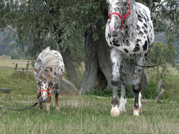 TITAN & ARTHUR APPALOOSA