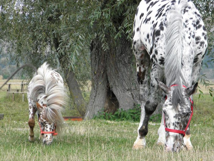 TITAN & ARTHUR APPALOOSA