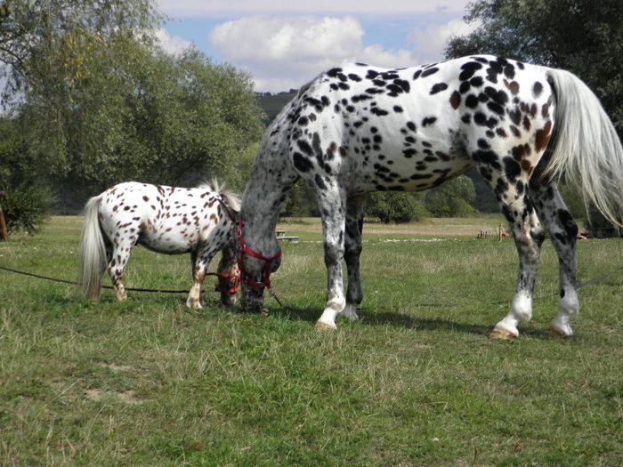 TITAN & ARTHUR APPALOOSA