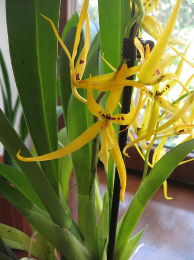 Brassia - Orhidee